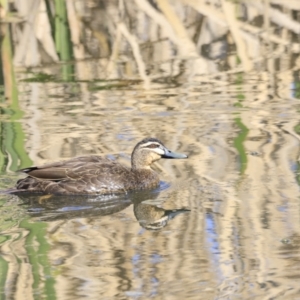 Anas superciliosa at Fyshwick, ACT - 14 Sep 2023 09:41 AM