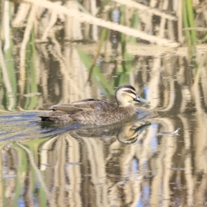 Anas superciliosa at Fyshwick, ACT - 14 Sep 2023