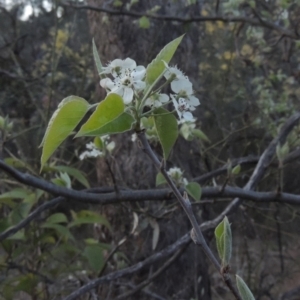 Malus pumila at Tuggeranong Hill - 10 Sep 2023 06:19 PM