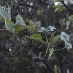 Malus pumila at Tuggeranong Hill - 10 Sep 2023 06:19 PM