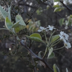 Malus pumila at Tuggeranong Hill - 10 Sep 2023