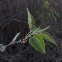 Malus pumila at Tuggeranong Hill - 10 Sep 2023