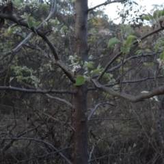 Malus pumila at Tuggeranong Hill - 10 Sep 2023 06:19 PM