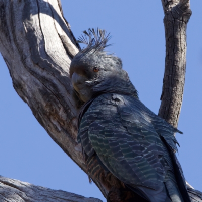 Callocephalon fimbriatum (Gang-gang Cockatoo) at Majura, ACT - 13 Sep 2023 by jb2602