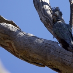 Callocephalon fimbriatum at Majura, ACT - suppressed