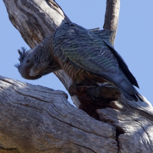 Callocephalon fimbriatum at Majura, ACT - suppressed