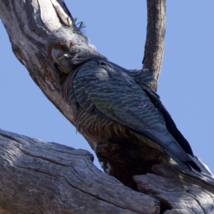 Callocephalon fimbriatum at Majura, ACT - suppressed