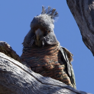 Callocephalon fimbriatum at Majura, ACT - suppressed