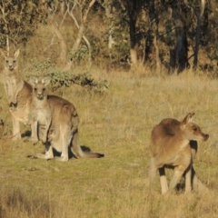 Macropus giganteus (Eastern Grey Kangaroo) at Conder, ACT - 10 Sep 2023 by MichaelBedingfield