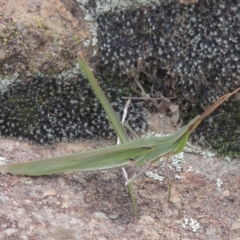 Acrida conica (Giant green slantface) at Pine Island to Point Hut - 26 Mar 2023 by michaelb