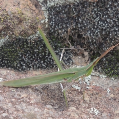 Acrida conica (Giant green slantface) at Tuggeranong, ACT - 26 Mar 2023 by MichaelBedingfield