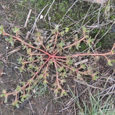 Portulaca oleracea (Pigweed, Purslane) at Pine Island to Point Hut - 26 Mar 2023 by michaelb