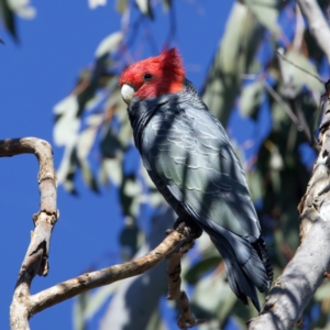 Callocephalon fimbriatum at Majura, ACT - 13 Sep 2023