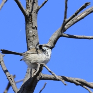 Malurus cyaneus at Fyshwick, ACT - 14 Sep 2023