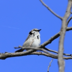 Malurus cyaneus at Fyshwick, ACT - 14 Sep 2023