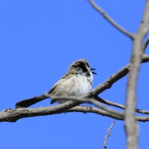 Malurus cyaneus at Fyshwick, ACT - 14 Sep 2023 08:45 AM