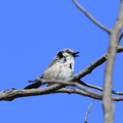 Malurus cyaneus at Fyshwick, ACT - 14 Sep 2023