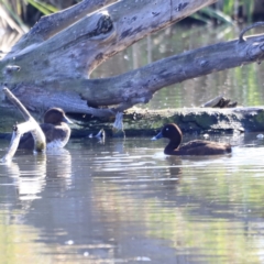 Aythya australis (Hardhead) at Fyshwick, ACT - 14 Sep 2023 by JimL