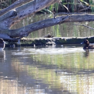 Aythya australis at Fyshwick, ACT - 14 Sep 2023