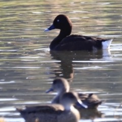 Aythya australis at Fyshwick, ACT - 14 Sep 2023