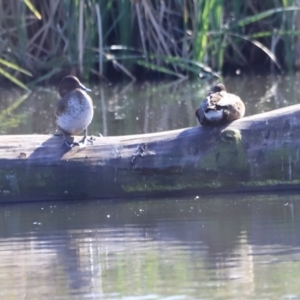 Aythya australis at Fyshwick, ACT - 14 Sep 2023