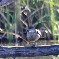 Anas gracilis (Grey Teal) at Fyshwick, ACT - 14 Sep 2023 by JimL