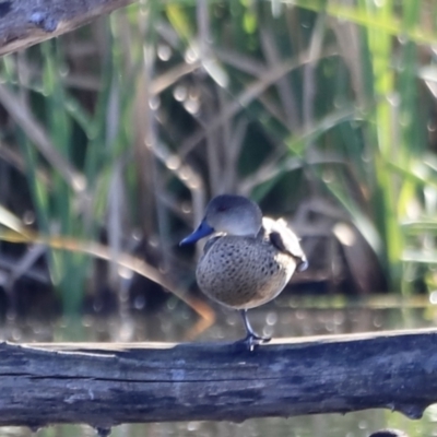 Anas gracilis (Grey Teal) at Fyshwick, ACT - 13 Sep 2023 by JimL