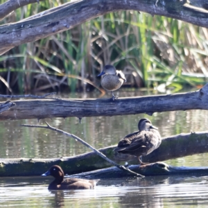 Anas gracilis at Fyshwick, ACT - 14 Sep 2023