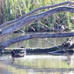 Anas gracilis at Fyshwick, ACT - 14 Sep 2023 09:05 AM