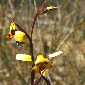 Diuris pardina at Sutton, NSW - 14 Sep 2023