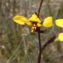 Diuris pardina at Sutton, NSW - 14 Sep 2023