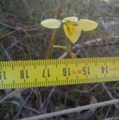 Diuris chryseopsis (Golden Moth) at Gungahlin, ACT - 14 Sep 2023 by mlech