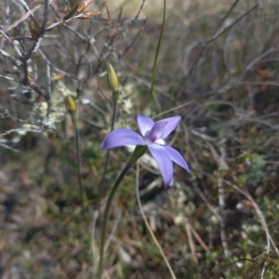 Glossodia major (Wax Lip Orchid) at Sutton, NSW - 14 Sep 2023 by mlech