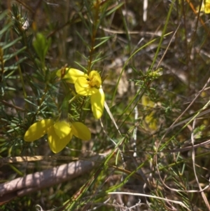Diuris chryseopsis at Sutton, NSW - 14 Sep 2023