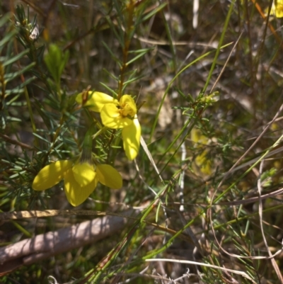 Diuris chryseopsis (Golden Moth) at Sutton, NSW - 14 Sep 2023 by mlech