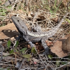 Amphibolurus muricatus at Tuggeranong, ACT - 14 Sep 2023 by Shazw