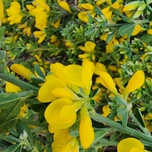 Genista monspessulana at Coombs, ACT - 14 Sep 2023