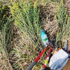 Genista monspessulana at Coombs, ACT - 14 Sep 2023