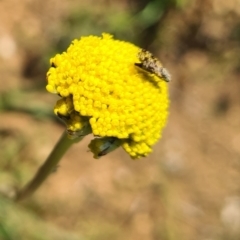 Tephritidae sp. (family) (Unidentified Fruit or Seed fly) at Molonglo Valley, ACT - 14 Sep 2023 by galah681