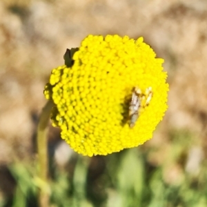 Tephritidae sp. (family) at Molonglo Valley, ACT - 14 Sep 2023