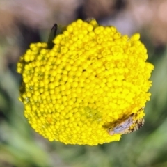 Tephritidae sp. (family) at Molonglo Valley, ACT - 14 Sep 2023