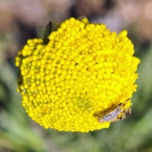 Tephritidae sp. (family) at Molonglo Valley, ACT - 14 Sep 2023