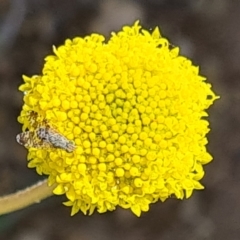 Tephritidae sp. (family) at Molonglo Valley, ACT - 14 Sep 2023