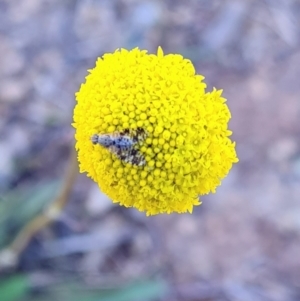 Tephritidae sp. (family) at Molonglo Valley, ACT - 14 Sep 2023