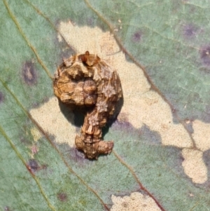 Smyriodes (genus) at Molonglo Valley, ACT - 14 Sep 2023 10:06 AM