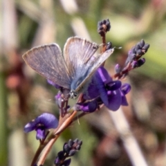 Lampides boeticus (Long-tailed Pea-blue) at Cooleman Ridge - 13 Sep 2023 by SWishart