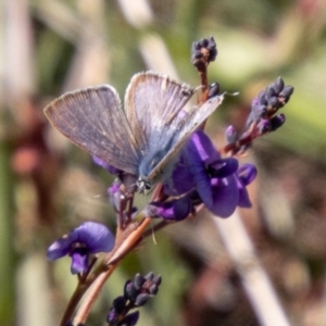 Lampides boeticus at Stromlo, ACT - 13 Sep 2023