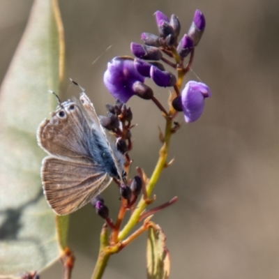 Lampides boeticus (Long-tailed Pea-blue) at Cooleman Ridge - 13 Sep 2023 by SWishart