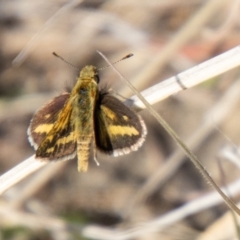 Taractrocera papyria (White-banded Grass-dart) at Cooleman Ridge - 13 Sep 2023 by SWishart