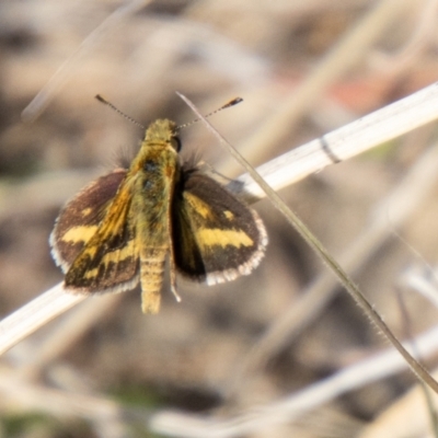 Taractrocera papyria (White-banded Grass-dart) at Cooleman Ridge - 13 Sep 2023 by SWishart